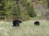 Black bear and cubs - Banff National Park (Alberta, Canada)