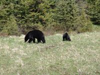 Black bear and cubs - Banff National Park (Alberta, Canada)