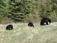 Black bear and cubs - Banff National Park (Alberta, Canada)