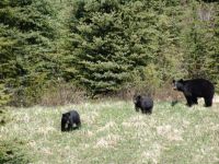 Black bear and cubs - Banff National Park (Alberta, Canada)