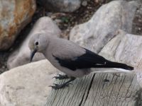 Bird - Banff National Park (Alberta, Canada)