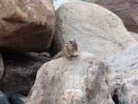 Lesser Chipmunk - Banff National Park (Alberta, Canada)