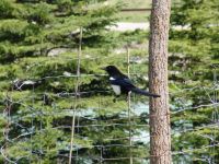 Bird - Yoho National Park (British Columbia, Canada)