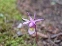 Orchid by Emerald Lake - Yoho National Park (British Columbia, Canada)