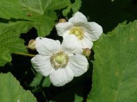 Flowers - Mount Revelstoke National Park (British Columbia, Canada)