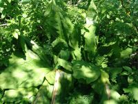 Skunk cabbage - Mount Revelstoke National Park (British Columbia, Canada)
