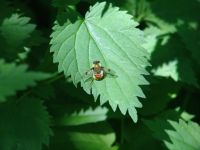 Bee - Mount Revelstoke National Park (British Columbia, Canada)