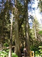 Mum with the giant cedars - Mount Revelstoke National Park (British Columbia, Canada)