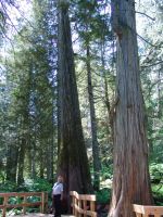 Dad with the giant cedars - Mount Revelstoke National Park (British Columbia, Canada)