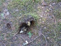 Pushed up mound - Mount Revelstoke National Park (British Columbia, Canada)