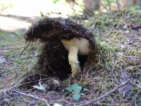 Being pushed up by a mushroom - Mount Revelstoke National Park (British Columbia, Canada)