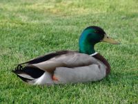 Duck - Salmon Arm (British Columbia, Canada)