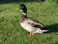 Duck - Salmon Arm (British Columbia, Canada)