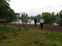 Canada Geese by Como Lake - Como Lake (British Columbia, Canada)