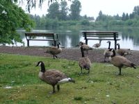 Canada Geese by Como Lake - Como Lake (British Columbia, Canada)
