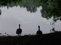 Canada Geese by Como Lake - Como Lake (British Columbia, Canada)