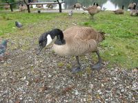 Canada Goose - Como Lake (British Columbia, Canada)