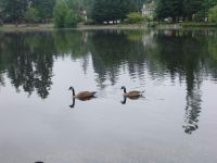 Canada Geese on Como Lake - Como Lake (British Columbia, Canada)