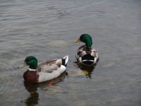 Ducks on Como Lake - Como Lake (British Columbia, Canada)