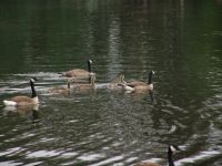 Canada Geese and cygnets on Como Lake - Como Lake (British Columbia, Canada)