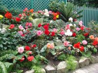 Flowers - Butchart Gardens (British Columbia, Canada)