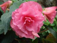 Flowers - Butchart Gardens (British Columbia, Canada)