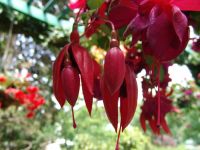 Flowers - Butchart Gardens (British Columbia, Canada)