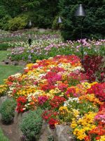 Flowers - Butchart Gardens (British Columbia, Canada)