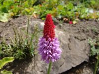 Flowers - Butchart Gardens (British Columbia, Canada)