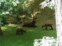 Sculptured animals - Butchart Gardens (British Columbia, Canada)