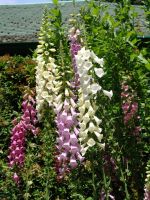 Foxglove - Butchart Gardens (British Columbia, Canada)