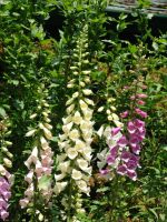 Foxglove - Butchart Gardens (British Columbia, Canada)