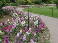 Flowers - Butchart Gardens (British Columbia, Canada)
