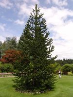 Monkey puzzle tree - Butchart Gardens (British Columbia, Canada)