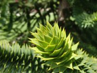 Monkey puzzle tree - Butchart Gardens (British Columbia, Canada)