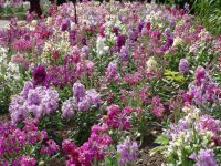 Flowers - Butchart Gardens (British Columbia, Canada)