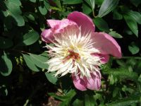 Flowers - Butchart Gardens (British Columbia, Canada)
