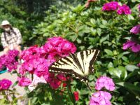 Butterfly - Butchart Gardens (British Columbia, Canada)