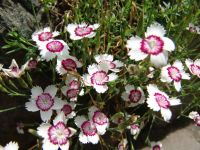 Flowers - Butchart Gardens (British Columbia, Canada)