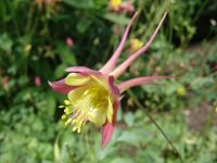 Flowers - Butchart Gardens (British Columbia, Canada)