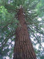 Sequoia tree - Butchart Gardens (British Columbia, Canada)