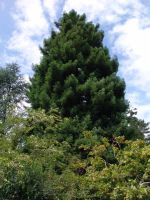 Sequoia tree - Butchart Gardens (British Columbia, Canada)