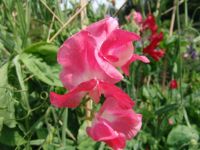 Flowers - Butchart Gardens (British Columbia, Canada)
