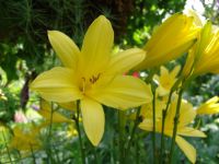 Flowers - Butchart Gardens (British Columbia, Canada)