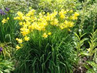 Flowers - Butchart Gardens (British Columbia, Canada)