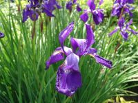 Flowers - Butchart Gardens (British Columbia, Canada)