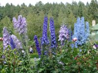 Flowers - Butchart Gardens (British Columbia, Canada)