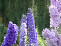 Hummingbird among the flowers - Butchart Gardens (British Columbia, Canada)