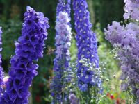Hummingbird among the flowers - Butchart Gardens (British Columbia, Canada)