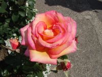 Flowers - Butchart Gardens (British Columbia, Canada)